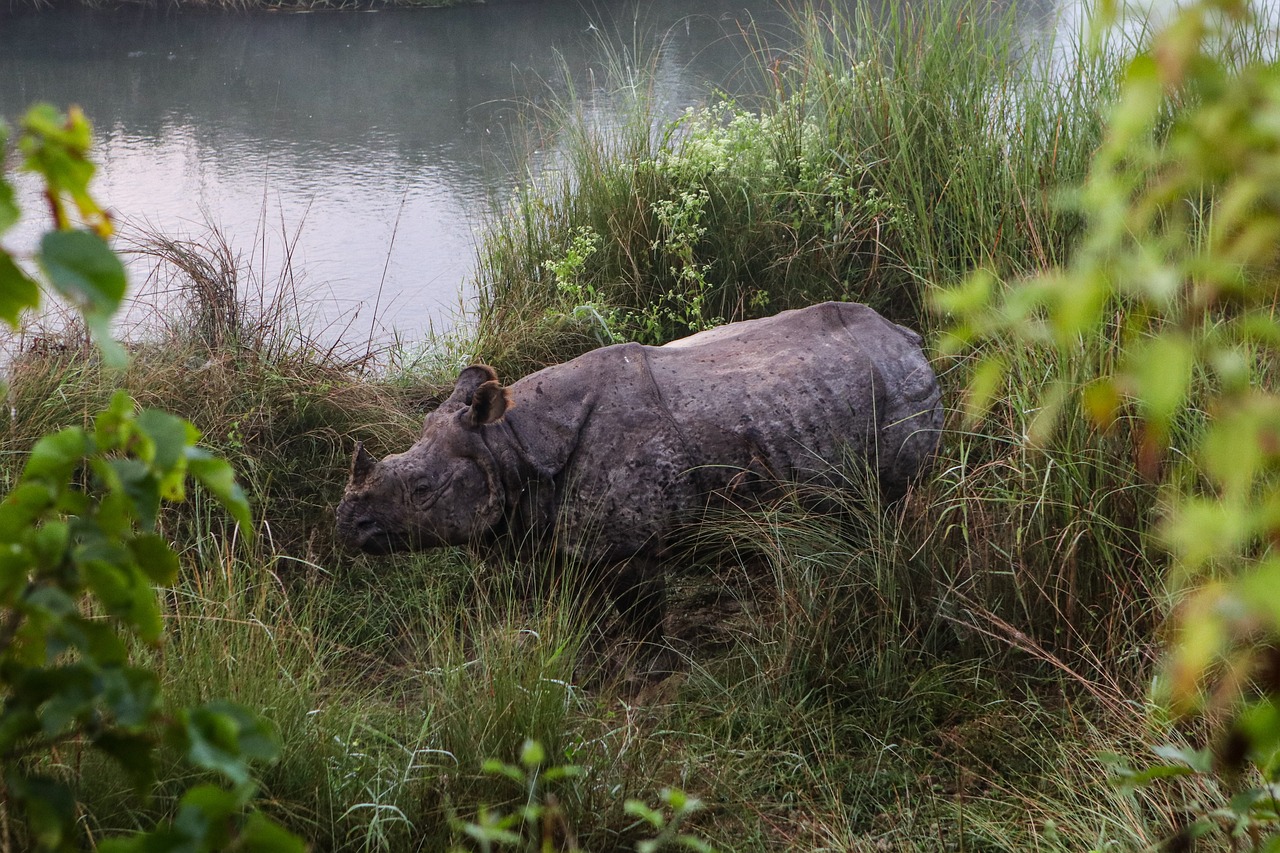 Chitwan Jungle Safari 7 Chitwan Jungle Safari - rhino g5f2f87243 1280