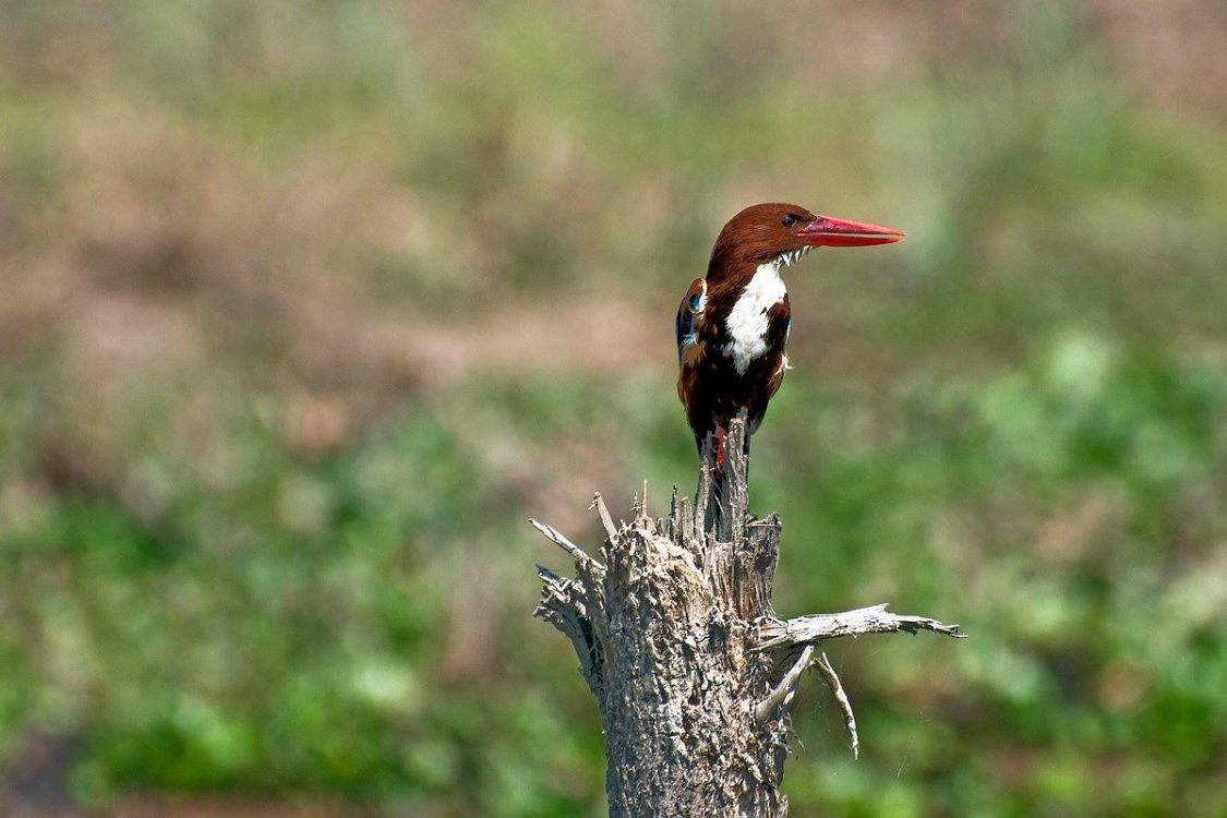 Koshi Tappu Wildlife Reserve Jungle Safari 1 Koshi Tappu Wildlife Reserve