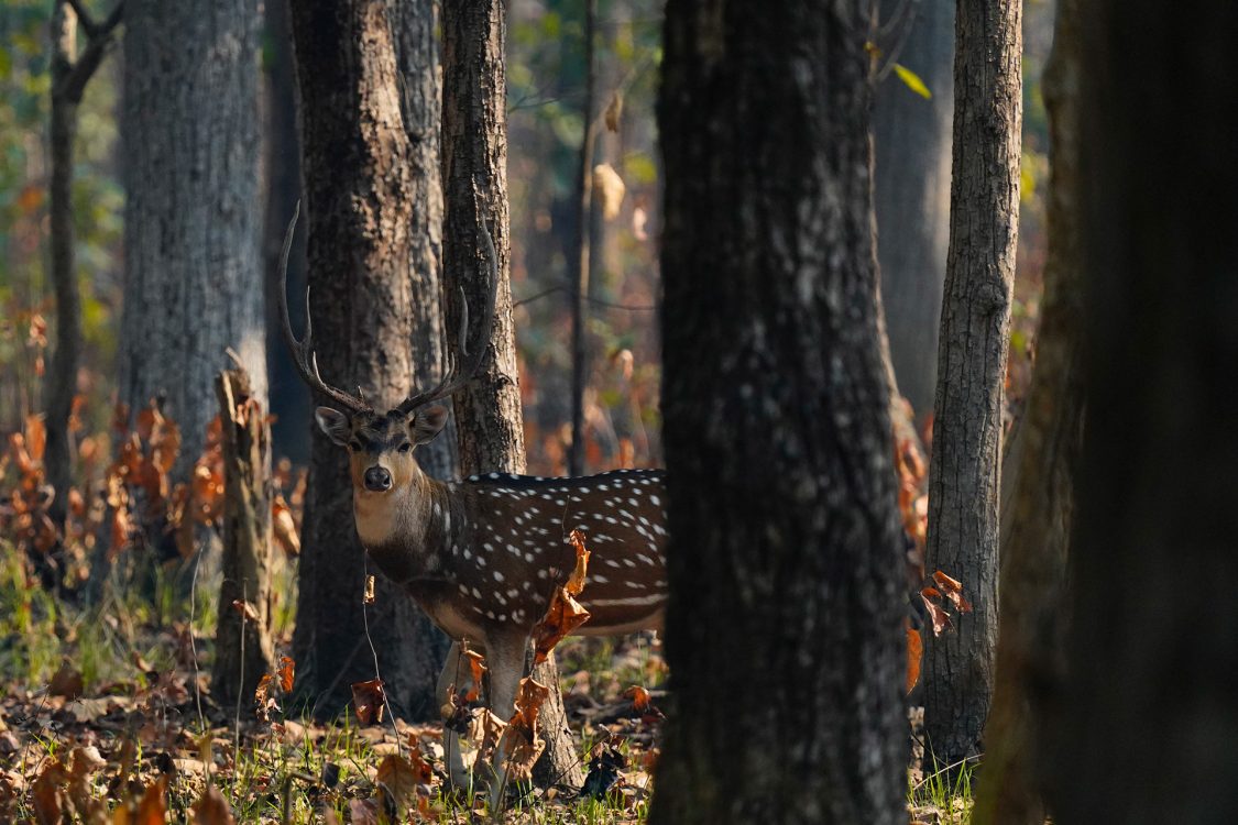Thrilling Bardiya National Park Jungle Safari 6 Chital at Bardiya National Park